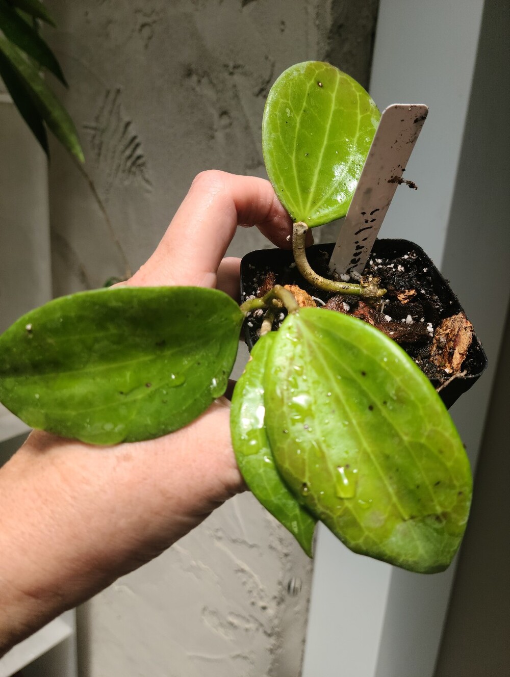 Hoya Merrilii